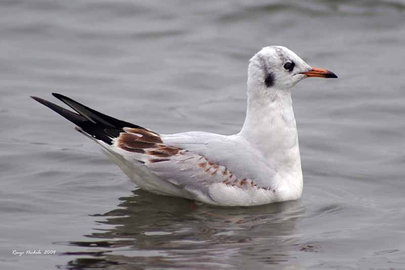 Gabbiano comune / Chroicocephalus (ex Larus) ridibundus